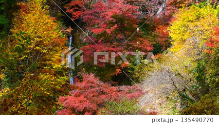 紅葉風景　秩父華厳の滝　(埼玉県皆野町) 135490770