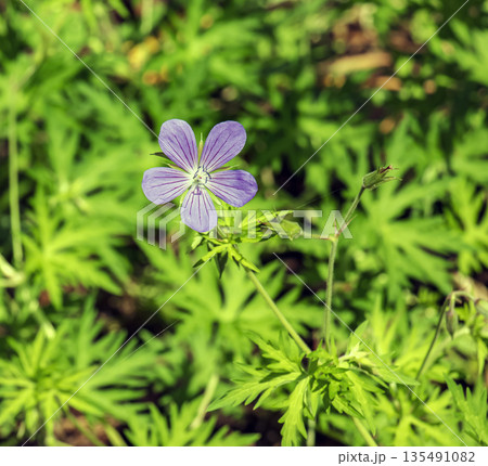 Geranium sylvaticum, is a species of plant in the genus Geranium of family Geraniaceae. Geranium sylvaticum, is a species of plant in the genus Geranium of family Geraniaceae. 135491082