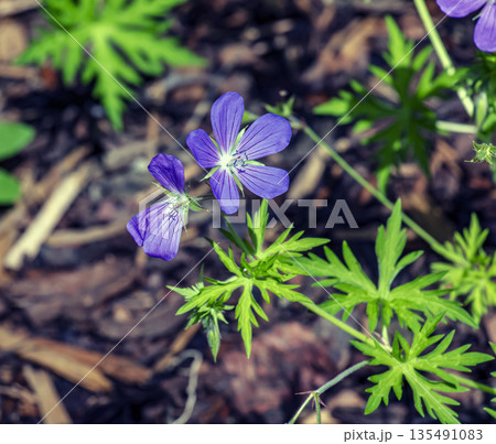 Geranium sylvaticum, is species of plant in the genus Geranium of the family Geraniaceae. Geranium sylvaticum, is species of plant in the genus Geranium of the family Geraniaceae. 135491083