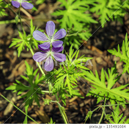 Geranium sylvaticum, is a species of plant in genus Geranium of the family Geraniaceae. Geranium sylvaticum, is a species of plant in genus Geranium of the family Geraniaceae. 135491084