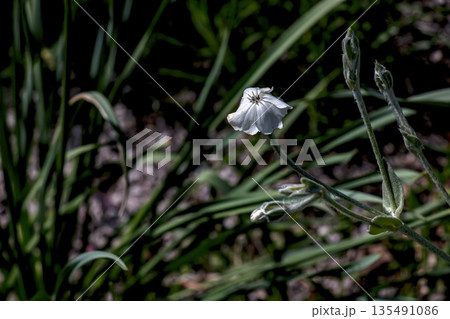 A summer-blooming white rose, or Lychnis coronaria Alba, grows in a flowerbed in the botanical garden in Nitra, Slovakia. A summer-blooming white rose, or Lychnis coronaria Alba, grows in a flowerbed in the botanical garden in Nitra, Slovakia. 135491086