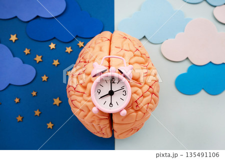 Human brain with alarm clock representing circadian rhythm Human brain with alarm clock representing circadian rhythm 135491106