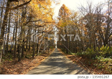 秋の飯綱高原に続く紅葉した並木道（長野県飯綱高原） 135491267