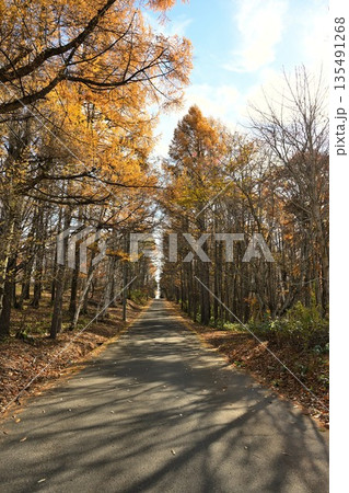 秋の飯綱高原に続く紅葉した並木道（長野県飯綱高原） 135491268