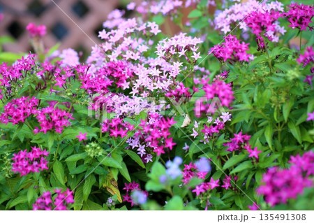 可愛い　ペンタスの花 135491308