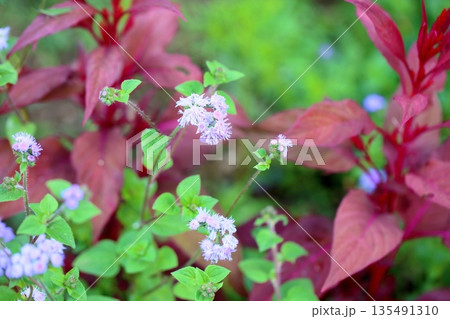 爽やか　ユーパトリウムの花 135491310