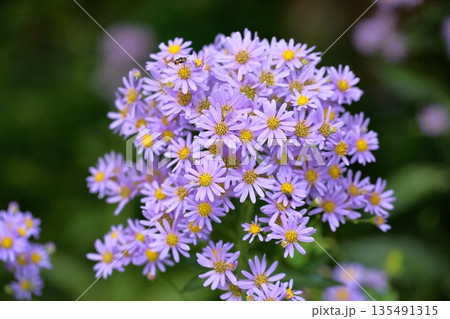 爽やか　シオンの花 135491315