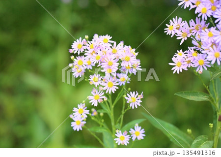 爽やか シオンの花 爽やか シオンの花 135491316