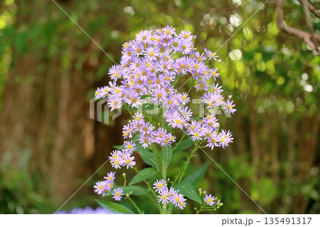 爽やか　シオンの花 135491317