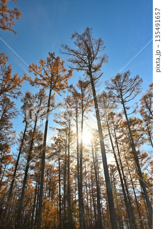 長野フォレストビレッジの紅葉風景（長野県長野市） 135491657