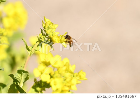 菜の花とミツバチ 135491667