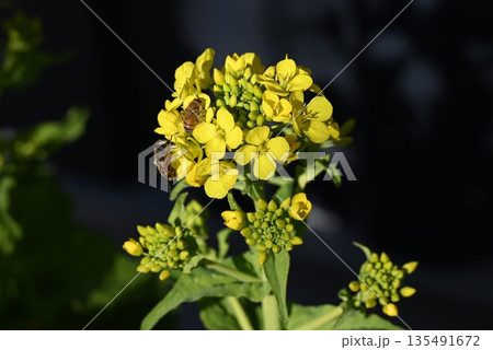菜の花とミツバチ 菜の花とミツバチ 135491672