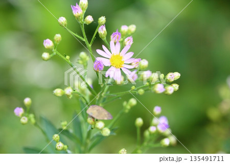 清楚　シオンの花 135491711