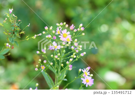 清楚 シオンの花 清楚 シオンの花 135491712