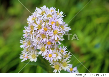 爽やか シオンの花 爽やか シオンの花 135491713