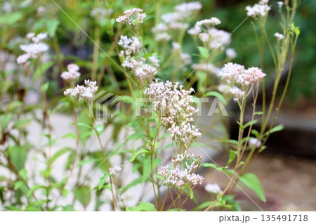 爽やか　藤袴　秋の七草 135491718