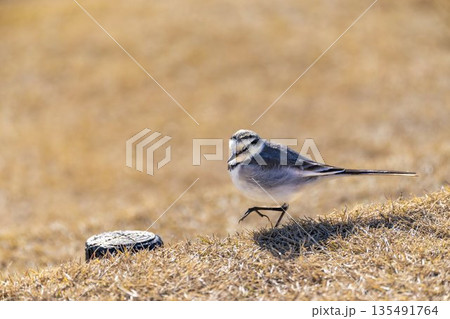 人に慣れたセキレイ　京都府京都市 135491764