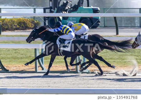 競馬場の風景　直線を走る馬　京都府京都市 135491768