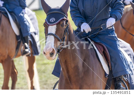 競馬場の風景 誘導馬の顔 京都府京都市 競馬場の風景 誘導馬の顔 京都府京都市 135491851