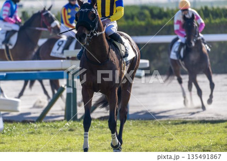 競馬場の風景　レース後の馬　京都府京都市 135491867