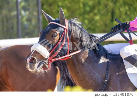 競馬場の風景　レース後の馬　京都府京都市 135491870