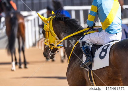 競馬場の風景　レース後の馬　京都府京都市 135491871