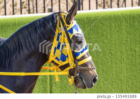 競馬場の風景　本馬場入場する馬　京都府京都市 135491889