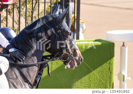 競馬場の風景 本馬場入場する馬 京都府京都市 競馬場の風景 本馬場入場する馬 京都府京都市 135491892