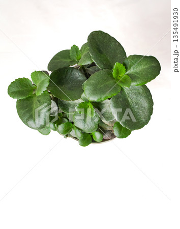 Indoor plant Kalanchoe on a white table, indoor flower Kalanchoe on a white background Indoor plant Kalanchoe on a white table, indoor flower Kalanchoe on a white background 135491930
