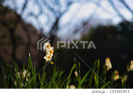 朝日を浴びるえちぜん水仙 135491951