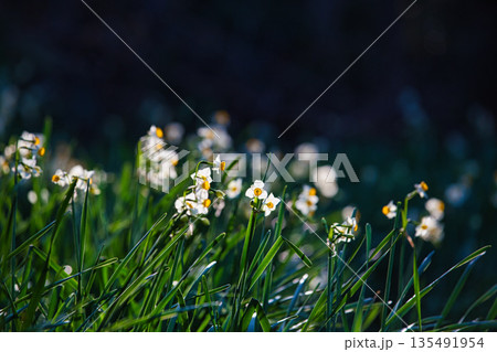 朝日を浴びるえちぜん水仙 135491954