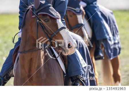 競馬場の風景　誘導馬の顔　京都府京都市 135491963