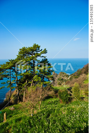 朝日を浴びるえちぜん水仙 朝日を浴びるえちぜん水仙 135491985
