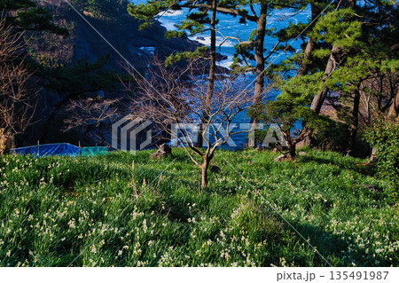 朝日を浴びるえちぜん水仙 135491987