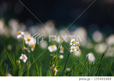 朝日を浴びるえちぜん水仙 135491989