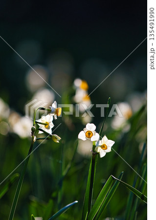 朝日を浴びるえちぜん水仙 135491990