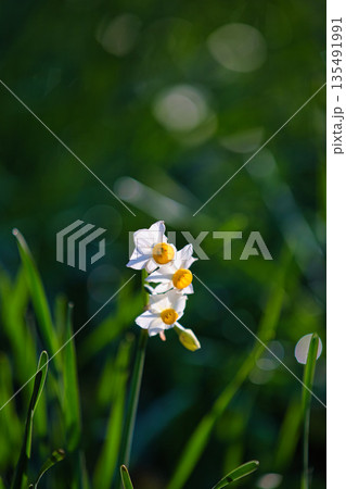 朝日を浴びるえちぜん水仙 135491991