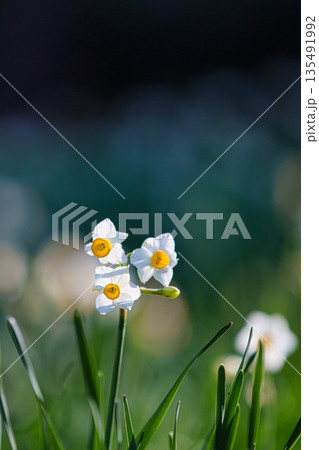 朝日を浴びるえちぜん水仙 135491992