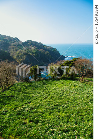 朝日を浴びるえちぜん水仙 135491994