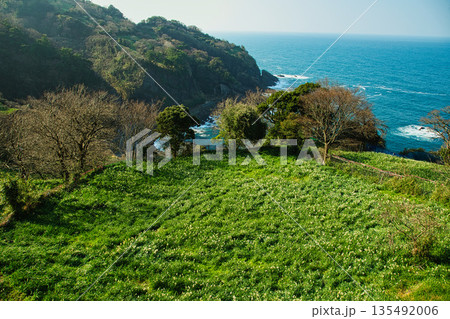 朝日を浴びるえちぜん水仙 135492006