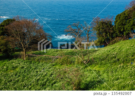 朝日を浴びるえちぜん水仙 135492007