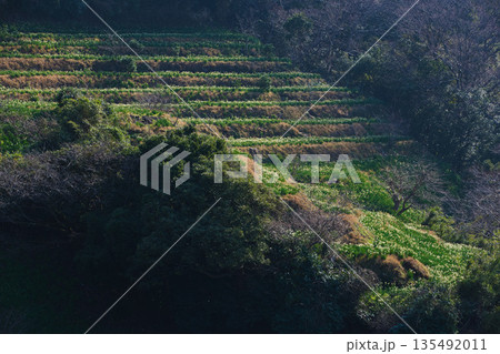 朝日を浴びるえちぜん水仙 135492011