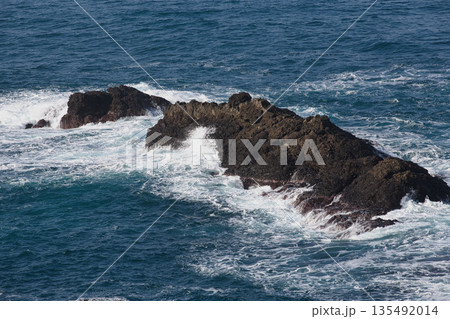 朝日を浴びるえちぜん水仙 135492014