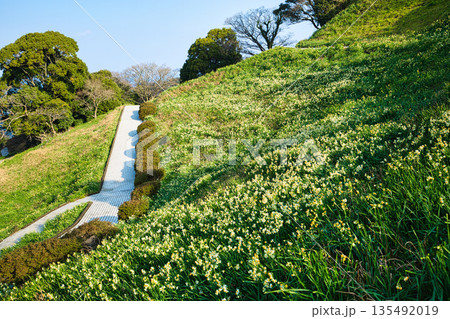 朝日を浴びるえちぜん水仙 135492019