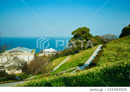 朝日を浴びるえちぜん水仙 朝日を浴びるえちぜん水仙 135492020