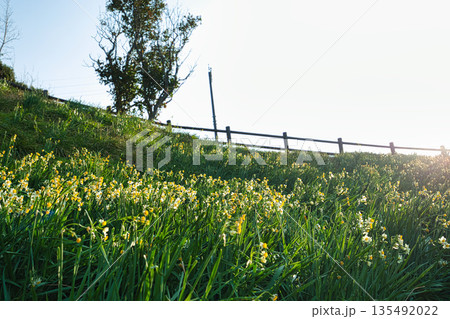 朝日を浴びるえちぜん水仙 135492022
