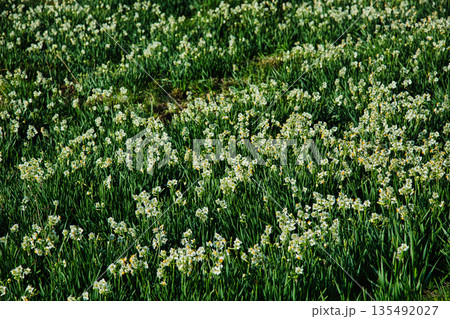 朝日を浴びるえちぜん水仙 135492027