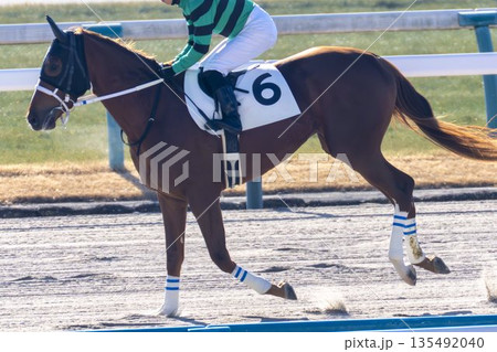 競馬場の風景　馬場入り後の馬　京都府京都市 135492040