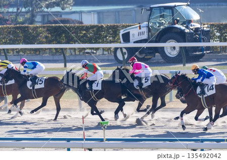 競馬場の風景　直線を走る馬　京都府京都市 135492042