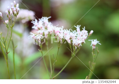 爽やか　藤袴　秋の七草 135492044